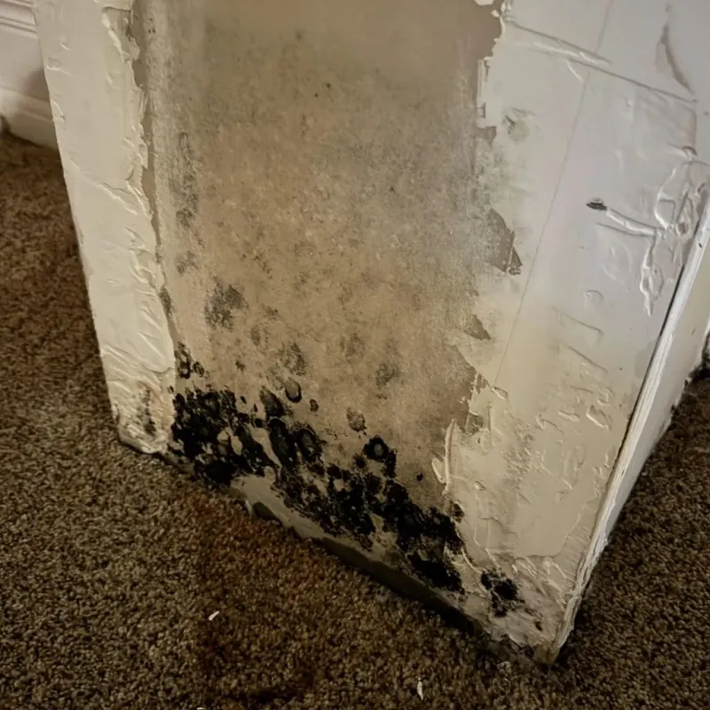 Professional Mold Removal in Comstock Park, MI